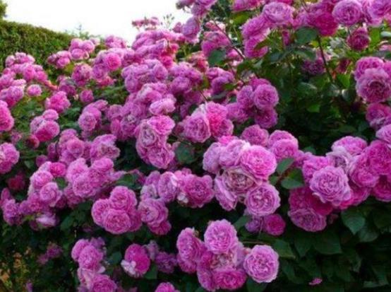 盆栽薔薇花的養殖方法，注意光照充足、做好控水控肥