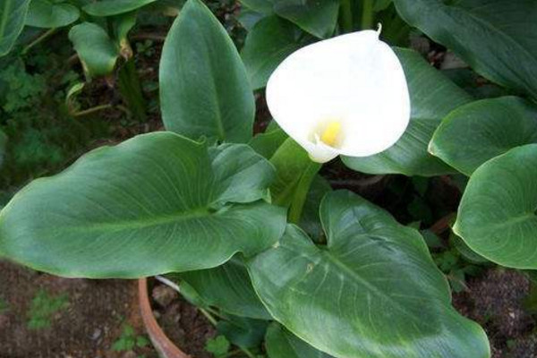 馬蹄蓮開花后怎么處理,花后1~2周進(jìn)行修剪