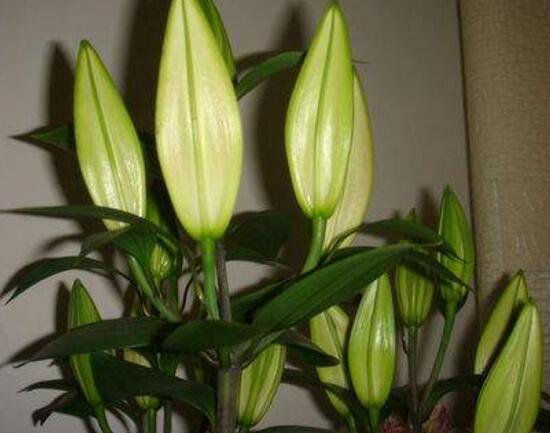 百合花葉子發黃怎么辦，教你五種方法讓它恢復生機