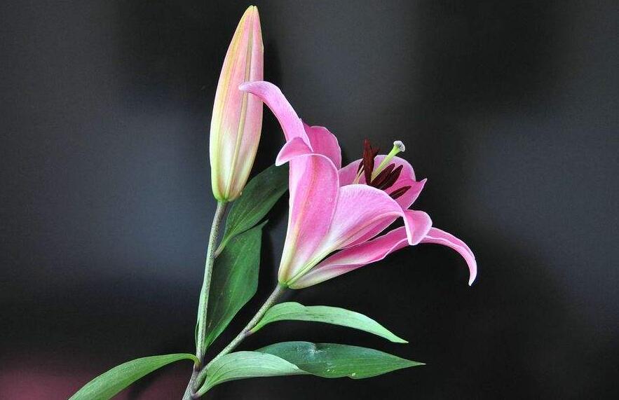 買來的百合花怎么養，需要適合的土壤和澆水