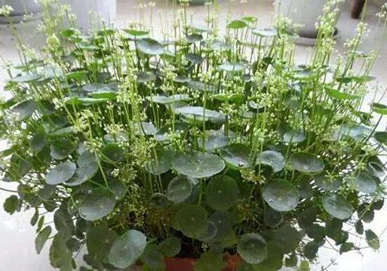 銅錢草會開花嗎，銅錢草的花語是什么