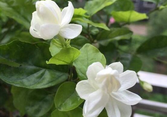 茉莉花有毒嗎，茉莉花可以放在室內嗎