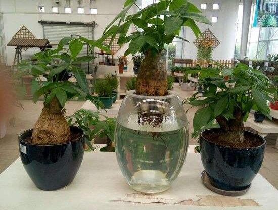 發(fā)財樹能水培嗎，教你快速學會發(fā)財樹水培方法
