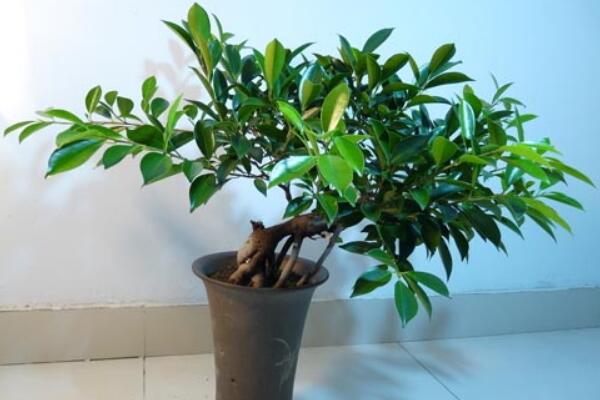 平安樹干枯怎么救活，找到原因及時(shí)進(jìn)行補(bǔ)救