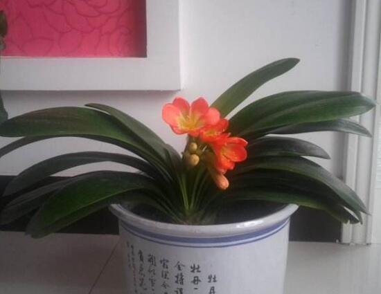 君子蘭什么時(shí)候開(kāi)花，君子蘭開(kāi)花有什么兆頭