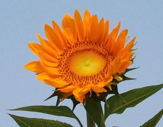 向日葵什么時候開花，向日葵一年開幾次花/每年一次