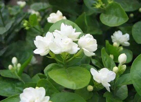 茉莉不開花是什么原因,注意這六點讓你的茉莉花爆盆