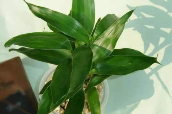 富貴竹可以土養(yǎng)嗎，土培栽植時(shí)間選在4~9月