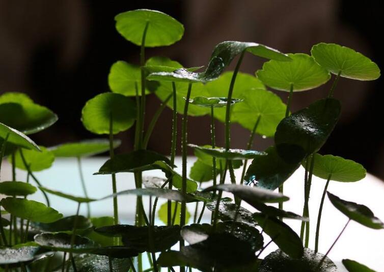 水養(yǎng)銅錢草的養(yǎng)殖方法，施加肥料是關(guān)鍵