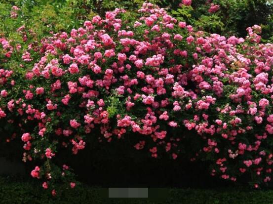 薔薇花語(yǔ)是什么，薔薇花語(yǔ)代表著美好的愛(ài)情與愛(ài)的思念