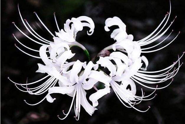 彼岸花花語(yǔ)，在生與死的彼岸盛開(kāi)