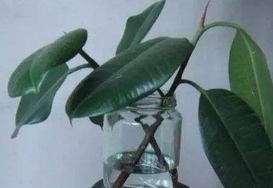 橡皮樹剪下來怎么生根，做好五個(gè)步驟便可發(fā)芽長葉