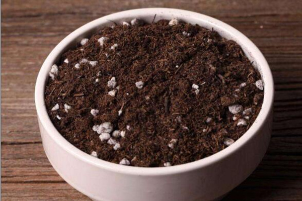仙人球怎么種植，仙人掌種植經驗分享