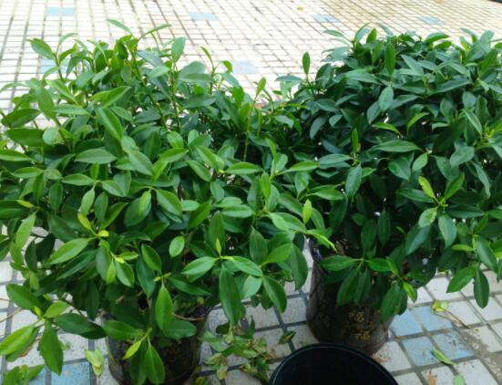 平安樹(shù)好養(yǎng)嗎，教你簡(jiǎn)單四種養(yǎng)殖方法/闔家幸福、萬(wàn)事如意