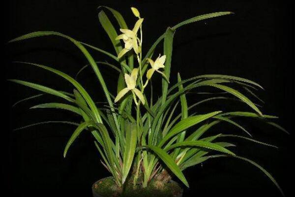 怎么區分蘭花品種分類，從葉子區分蘭花品種