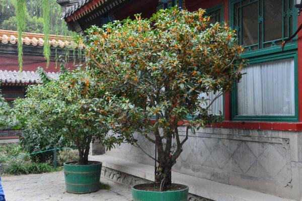 桂花樹幾年開花，養(yǎng)護5年以上才能開花