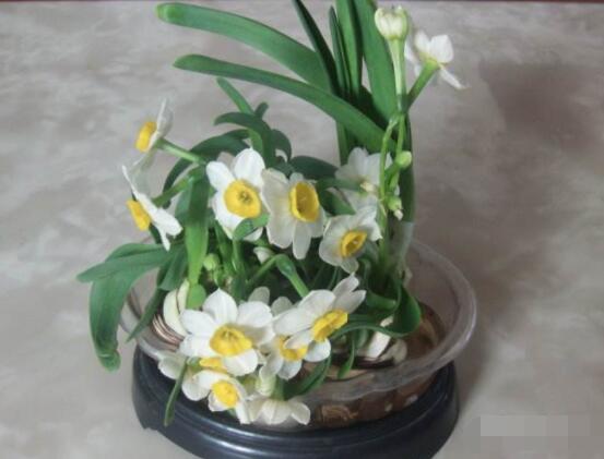 水仙花水養(yǎng)怎么選盆，選圓形、橢圓形、淺盆、淺盤最為合適