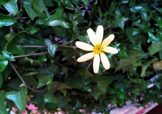 常春藤會(huì)開花嗎，常春藤什么時(shí)候開花