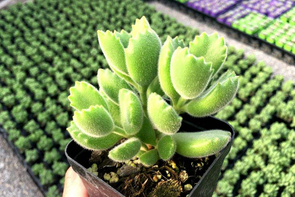 多肉植物熊童子掉葉子，找出問題的原因及時(shí)處理