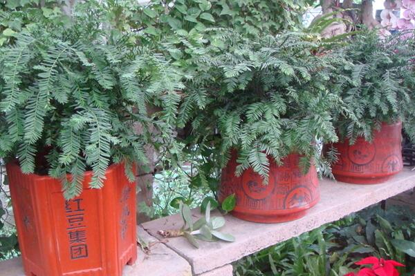 紅豆杉要公母同養嗎，只有公母同樣才能開花結果