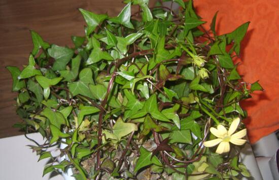 常春藤花期多長時間，常春藤不開花的原因
