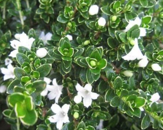 六月雪什么時候開花，六月雪在5-7月開花
