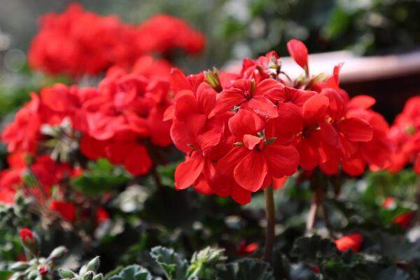 天竺葵不開(kāi)花怎么辦，分析原因及時(shí)處理