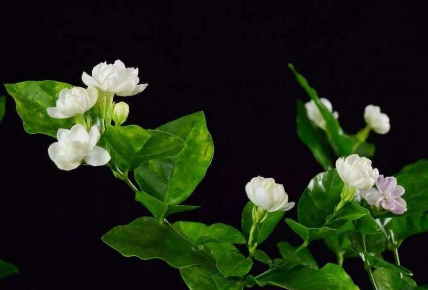 茉莉的花語，地區(qū)和數(shù)量不同代表的寓意也不同