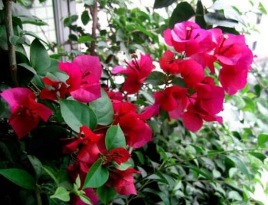 三角梅什么時候開花，三角梅為什么不開花