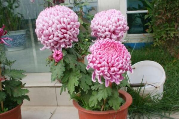 盆栽菊花的養(yǎng)殖方法，5步教你養(yǎng)好菊花