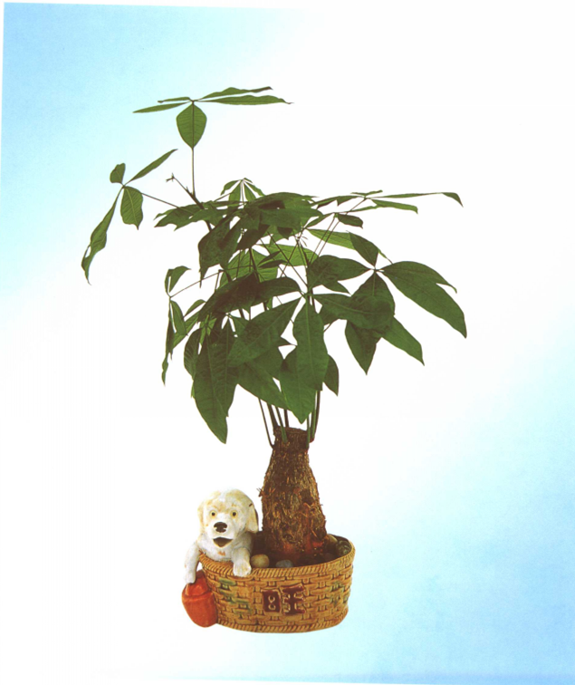 室內(nèi)怎樣養(yǎng)殖發(fā)財(cái)樹，發(fā)財(cái)樹小盆景養(yǎng)殖