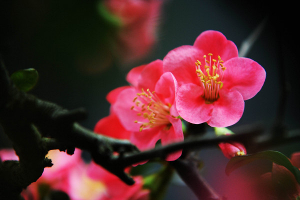 家里養(yǎng)海棠花不吉利，這種說法不可信
