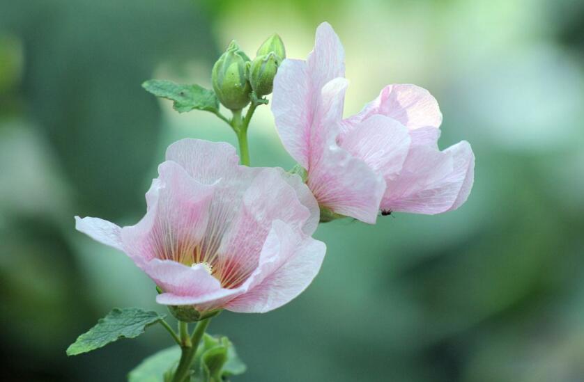 盆栽芙蓉花的養(yǎng)殖方法，養(yǎng)護(hù)得當(dāng)可以花開(kāi)滿園
