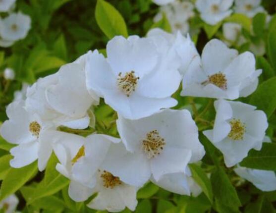 白色薔薇花，白色薔薇花特點