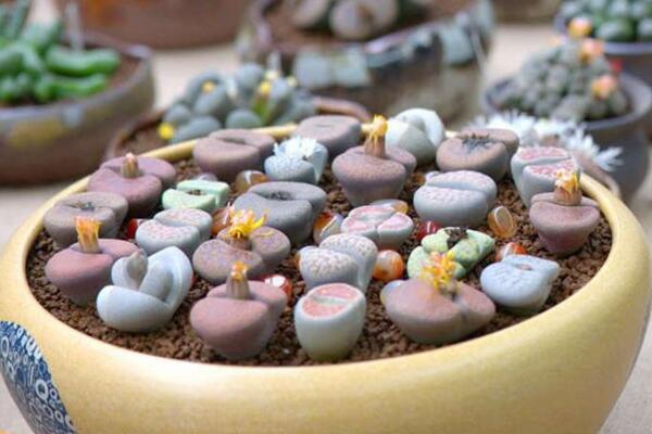 生石花長得很慢,及時補充養分并加強光照