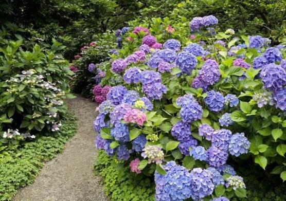 繡球花花期多久，花開(kāi)花謝持續(xù)25天(6-8月開(kāi)花)