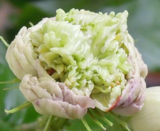 茉莉花的常見品種，欣賞最好看的六大品種
