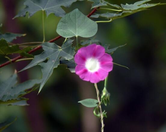 牽牛花什么季節開花，每年的夏秋開花(6-10月)