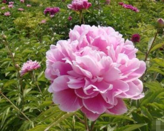 芍藥花能在家里養嗎，吸收陰氣/陽宅鎮不住(迷信說法)
