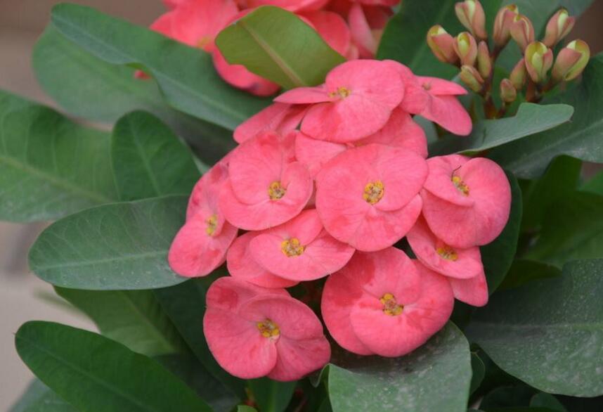 虎刺梅花期，養的好一年四季都可以開花