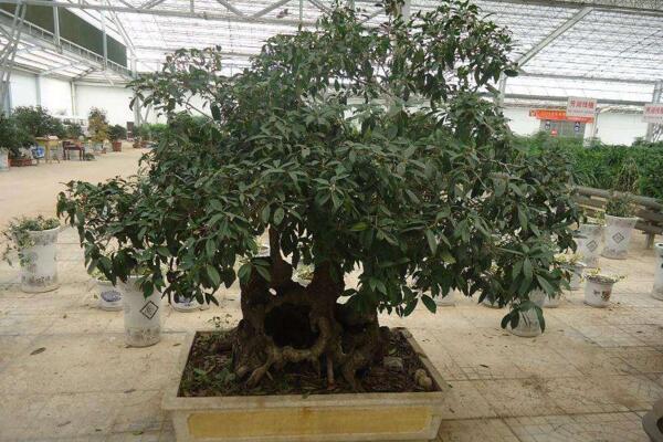 桂花樹怎么養，5步教你養好桂花樹