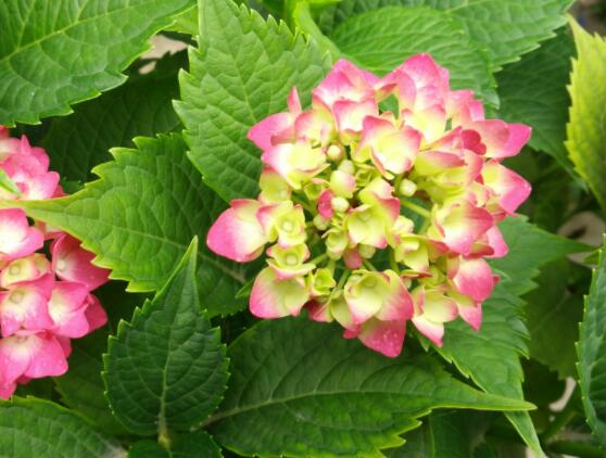 繡球花為什么不開花，教你六種好方法花開爆盆