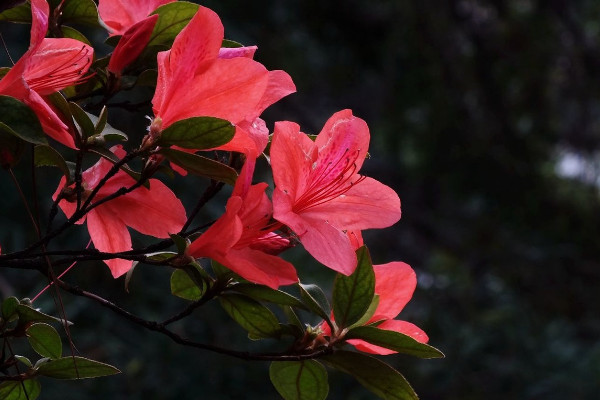 杜鵑花怎么修剪，花期前后疏葉剪殘花
