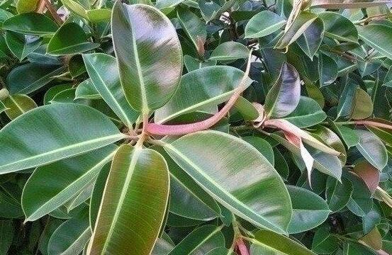 橡皮樹怎么養，牢記七個步驟就可養好