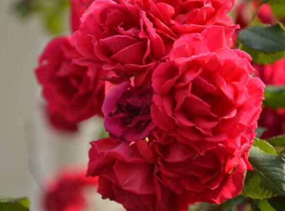 薔薇花的花語和傳說，薔薇花象征著愛情與愛的思念