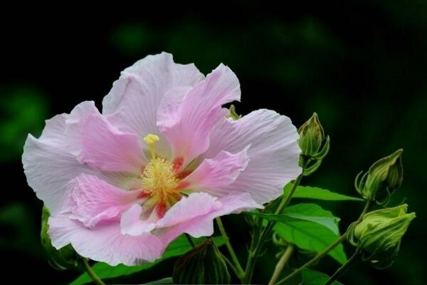 芙蓉花葉子蔫了怎么辦，找到原因立即處理