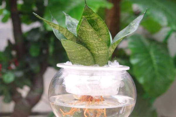 水培虎皮蘭能過冬嗎，注意保暖并加強光照