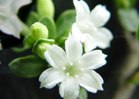 六月雪用什么土栽培好，結(jié)構(gòu)疏松、排水透氣、富含腐殖質(zhì)沙質(zhì)土壤最佳