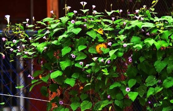 爬藤牽牛花苗要摘心嗎，需要/利于多次開花