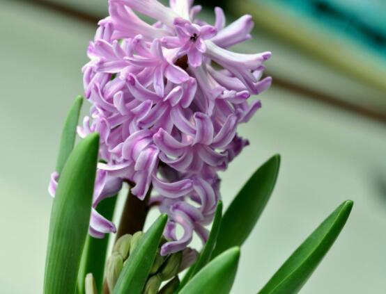 風信子好種嗎,做好這五點就能生根發芽(存活率高)